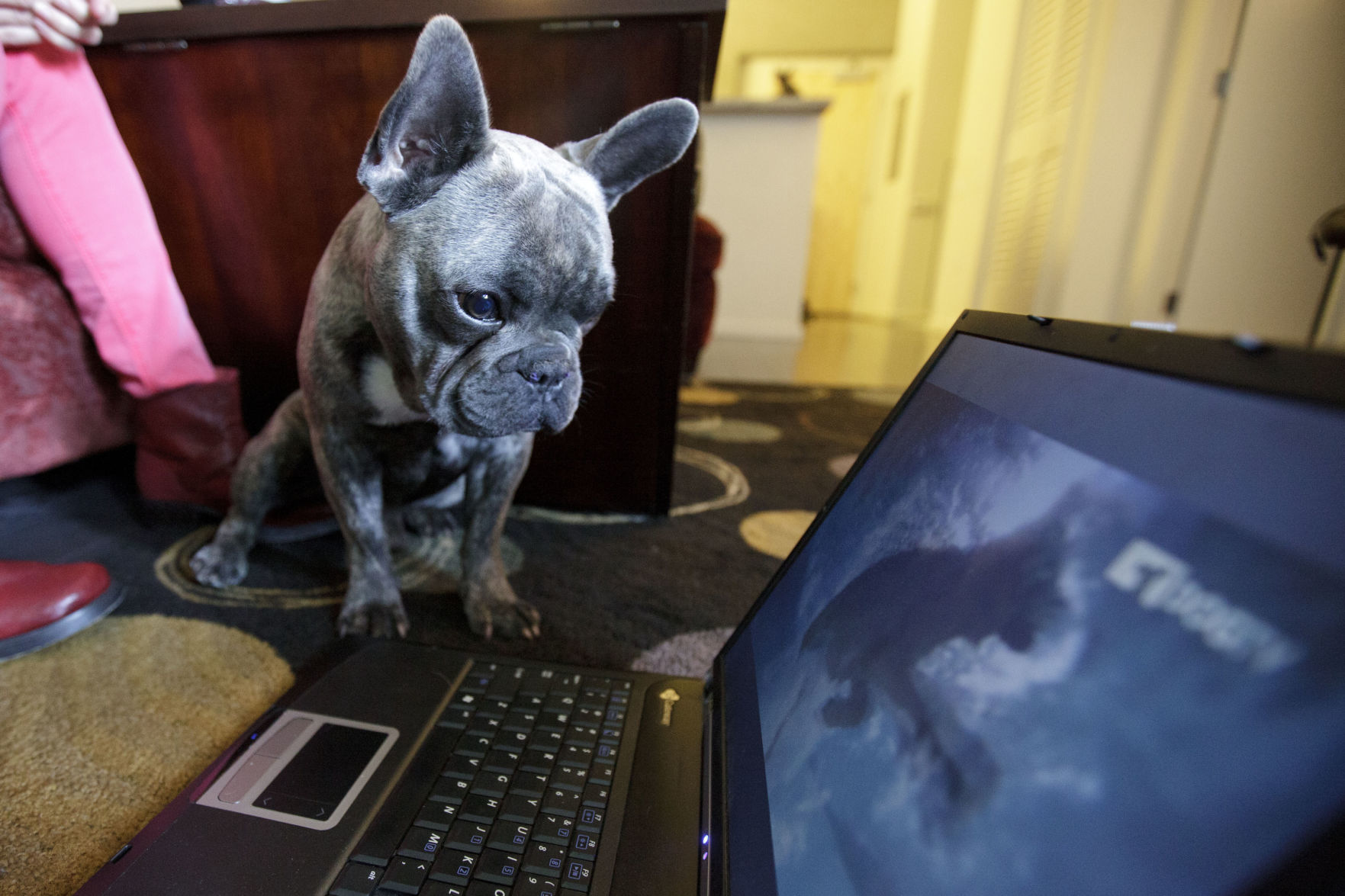Dog TV
